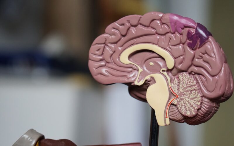 Eat for Your Brain: The Nutrients That Support Cognitive Clarity and Long-Term Mental Function