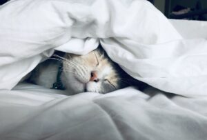 Your Plate After Dark: The Nutritional Science of Better Sleep